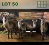 4X Waterbuck V/F:4 (Per Piece to take the lot/Per stuk om lot te neem)
