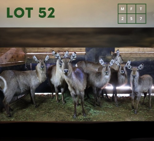 7X Waterbuck M:2 V/F:5 (Per Piece to take the lot/Per stuk om lot te neem)