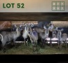 7X Waterbuck M:2 V/F:5 (Per Piece to take the lot/Per stuk om lot te neem)