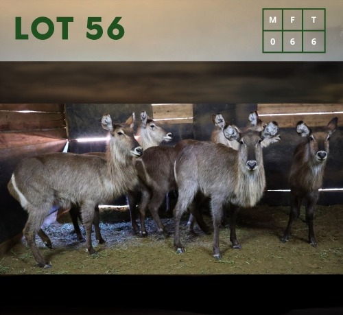 6X Waterbuck V/F:6 (Per Piece to take the lot/Per stuk om lot te neem)
