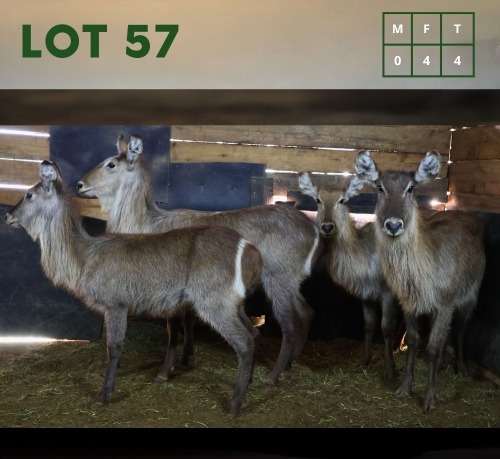 4X Waterbuck V/F:4 (Per Piece to take the lot/Per stuk om lot te neem)