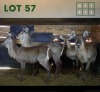 4X Waterbuck V/F:4 (Per Piece to take the lot/Per stuk om lot te neem)