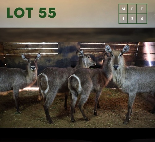 4X Waterbuck M:1 V/F:3 (Per Piece to take the lot/Per stuk om lot te neem)