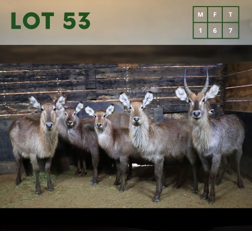 7X Waterbuck M:1 V/F:6 (Per Piece to take the lot/Per stuk om lot te neem)