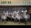7X Waterbuck M:1 V/F:6 (Per Piece to take the lot/Per stuk om lot te neem)