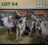 6X Waterbuck M:2 V/F:4 (Per Piece to take the lot/Per stuk om lot te neem)