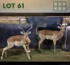 2X Impala M:2 (Per Piece to take the lot/Per stuk om lot te neem)