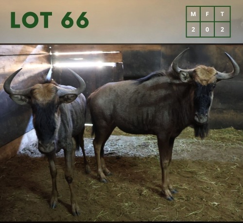 2X Bluewildebeest M:2 (Per Piece to take the lot/Per stuk om lot te neem)