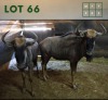 2X Bluewildebeest M:2 (Per Piece to take the lot/Per stuk om lot te neem)