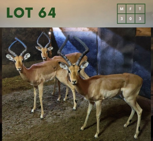 3X Impala M:3 (Per Piece to take the lot/Per stuk om lot te neem)