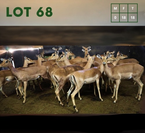 18X Impala V/F:18 (Per Piece to take the lot/Per stuk om lot te neem)