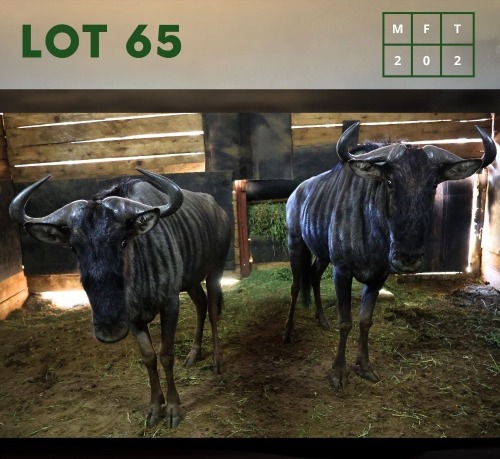 2X Bluewildebeest M:2 (Per Piece to take the lot/Per stuk om lot te neem)
