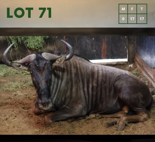 17X Impala V/F:17 (Per Piece to take the lot/Per stuk om lot te neem)