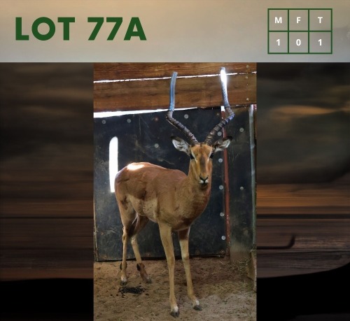 1X Impala M:1