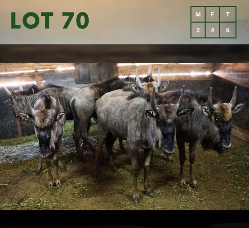 6X Bluewildebeest M:2 V/F:4 (Per Piece to take the lot/Per stuk om lot te neem)