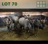 6X Bluewildebeest M:2 V/F:4 (Per Piece to take the lot/Per stuk om lot te neem)