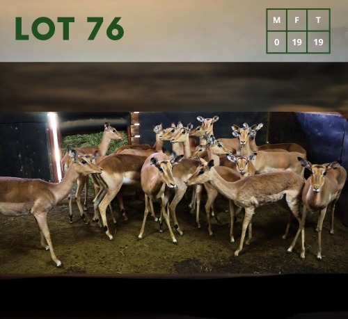 19X Impala V/F:19 (Per Piece to take the lot/Per stuk om lot te neem)