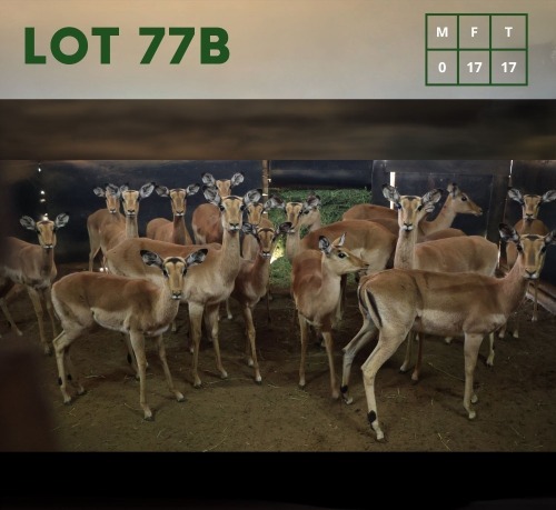 17X Impala V/F:17 (Per Piece to take the lot/Per stuk om lot te neem)