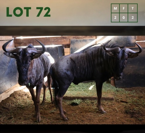 2X Bluewildebeest M:2 (Per Piece to take the lot/Per stuk om lot te neem)