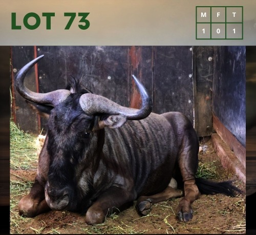 1X Bluewildebeest M:1