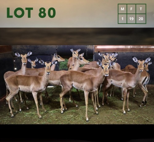 20X Impala M:1 V/F:19 (Per Piece to take the lot/Per stuk om lot te neem)