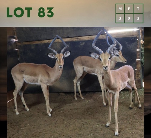 3X Impala M:3 (Per Piece to take the lot/Per stuk om lot te neem)