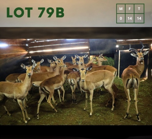 15X Impala M:1 V/F:14 (Per Piece to take the lot/Per stuk om lot te neem)