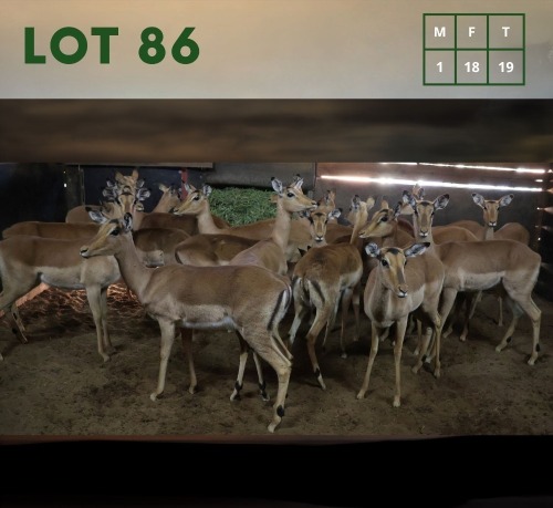 19X Impala M:1 V/F:18 (Per Piece to take the lot/Per stuk om lot te neem)