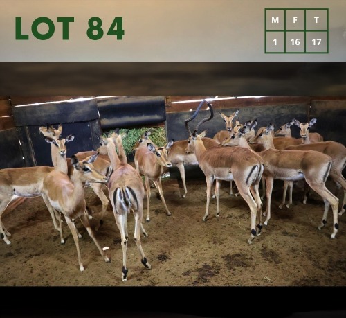 17X Impala M:1 V/F:16 (Per Piece to take the lot/Per stuk om lot te neem)