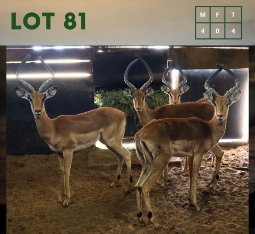 4X Impala M:4 (Per Piece to take the lot/Per stuk om lot te neem)