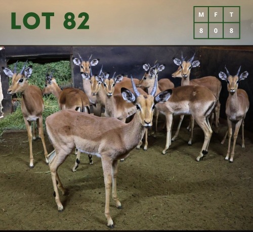 8X Impala M:8 (Per Piece to take the lot/Per stuk om lot te neem)