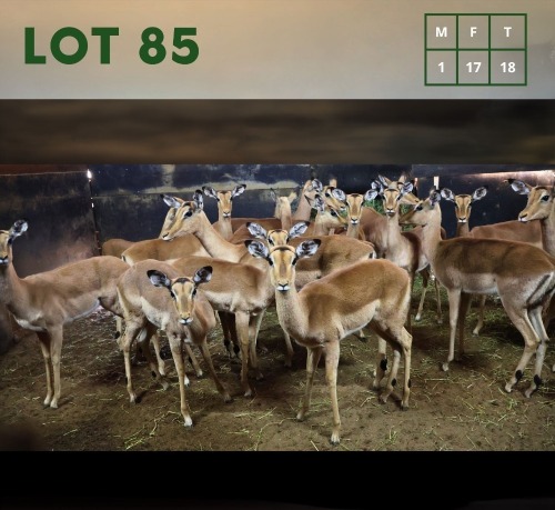 18X Impala M:1 V/F:17 (Per Piece to take the lot/Per stuk om lot te neem)