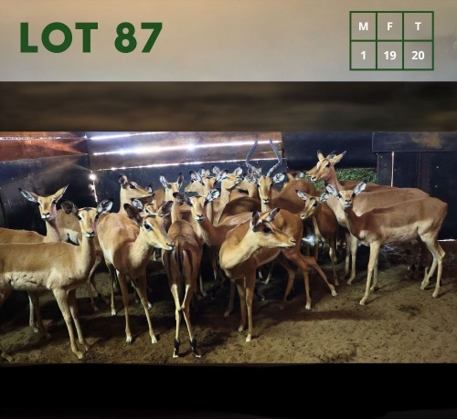 20X Impala M:1 V/F:19 (Per Piece to take the lot/Per stuk om lot te neem)