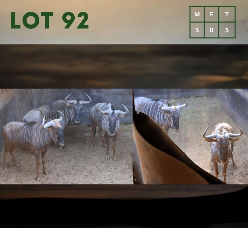 5X Bluewildebeest M:5 (Per Piece to take the lot/Per stuk om lot te neem)