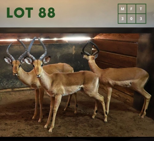 3X Impala M:3 (Per Piece to take the lot/Per stuk om lot te neem)