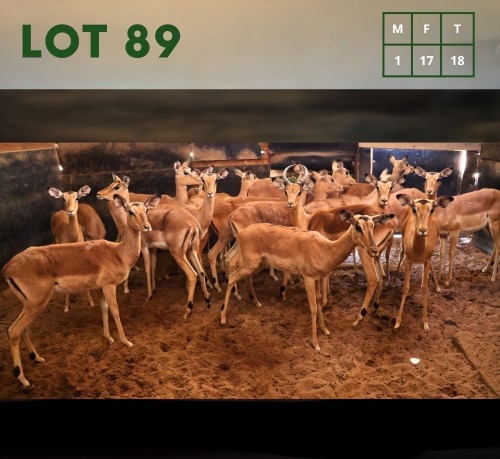 18X Impala M:1 V/F:17 (Per Piece to take the lot/Per stuk om lot te neem)