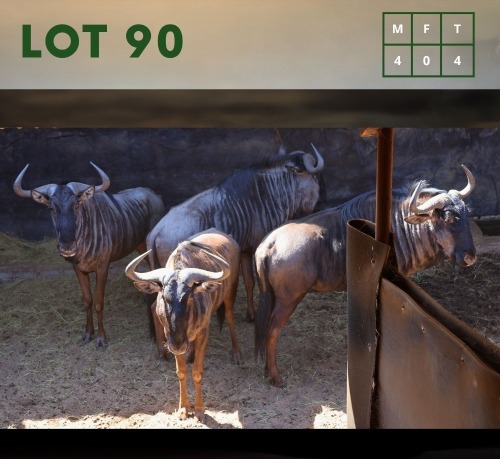 4X Bluewildebeest M:4 (Per Piece to take the lot/Per stuk om lot te neem)