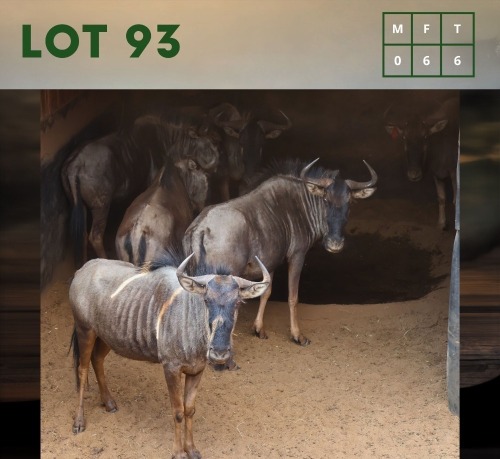 6X Bluewildebeest V/F:6 (Per Piece to take the lot/Per stuk om lot te neem)
