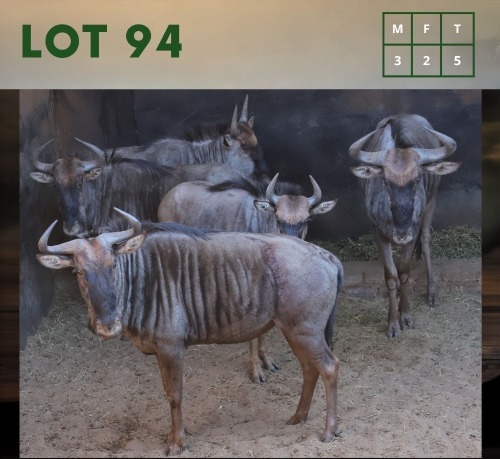 5X Bluewildebeest M:3 V/F:2 (Per Piece to take the lot/Per stuk om lot te neem)