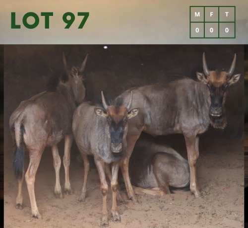 4X Bluewildebeest M:1 V/F:3 (Per Piece to take the lot/Per stuk om lot te neem)