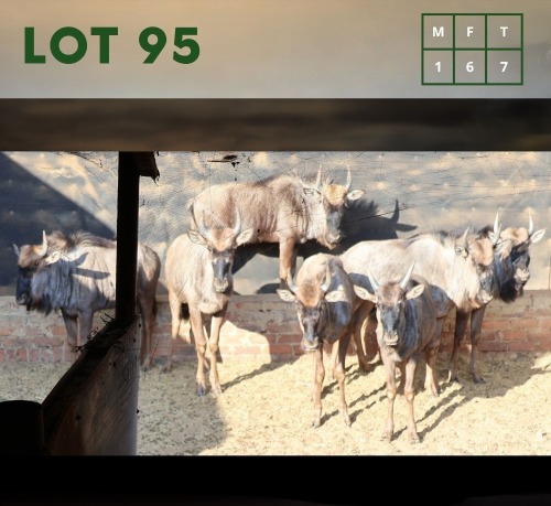 7X Bluewildebeest M:1 V/F:6 (Per Piece to take the lot/Per stuk om lot te neem)