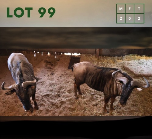 2X Bluewildebeest M:2 (Per Piece to take the lot/Per stuk om lot te neem)