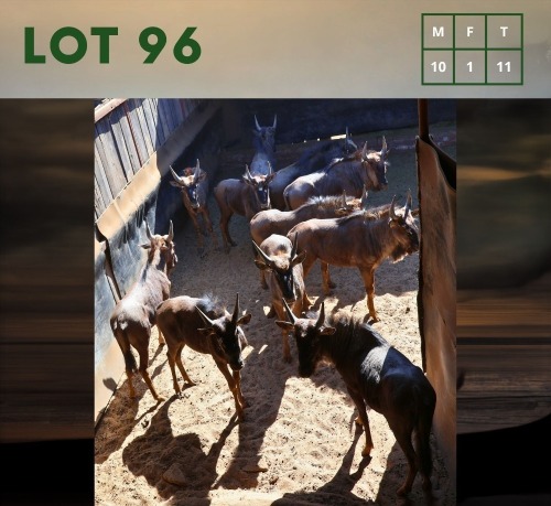 11X Bluewildebeest M:10 V/F:1 (Per Piece to take the lot/Per stuk om lot te neem)