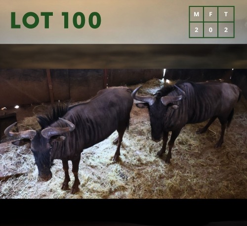 2X Bluewildebeest M:2 (Per Piece to take the lot/Per stuk om lot te neem)