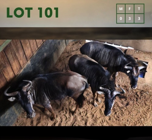 3X Bluewildebeest V/F:3 (Per Piece to take the lot/Per stuk om lot te neem)