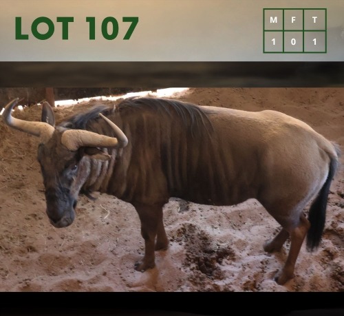 1X Bluewildebeest M:1