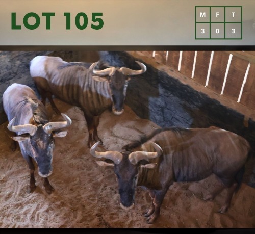 3X Bluewildebeest M:3 (Per Piece to take the lot/Per stuk om lot te neem)