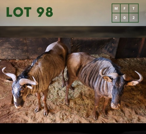 2X Bluewildebeest M:2 (Per Piece to take the lot/Per stuk om lot te neem)