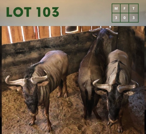 3X Bluewildebeest M:3 (Per Piece to take the lot/Per stuk om lot te neem)
