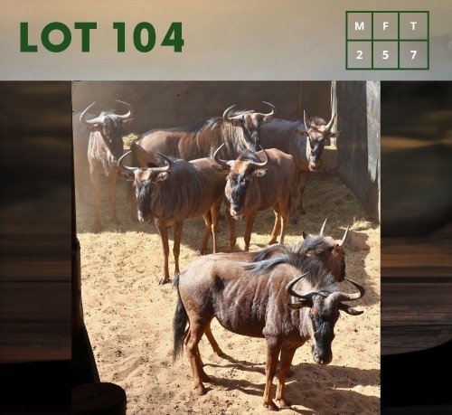 7X Bluewildebeest M:2 V/F:5 (Per Piece to take the lot/Per stuk om lot te neem)